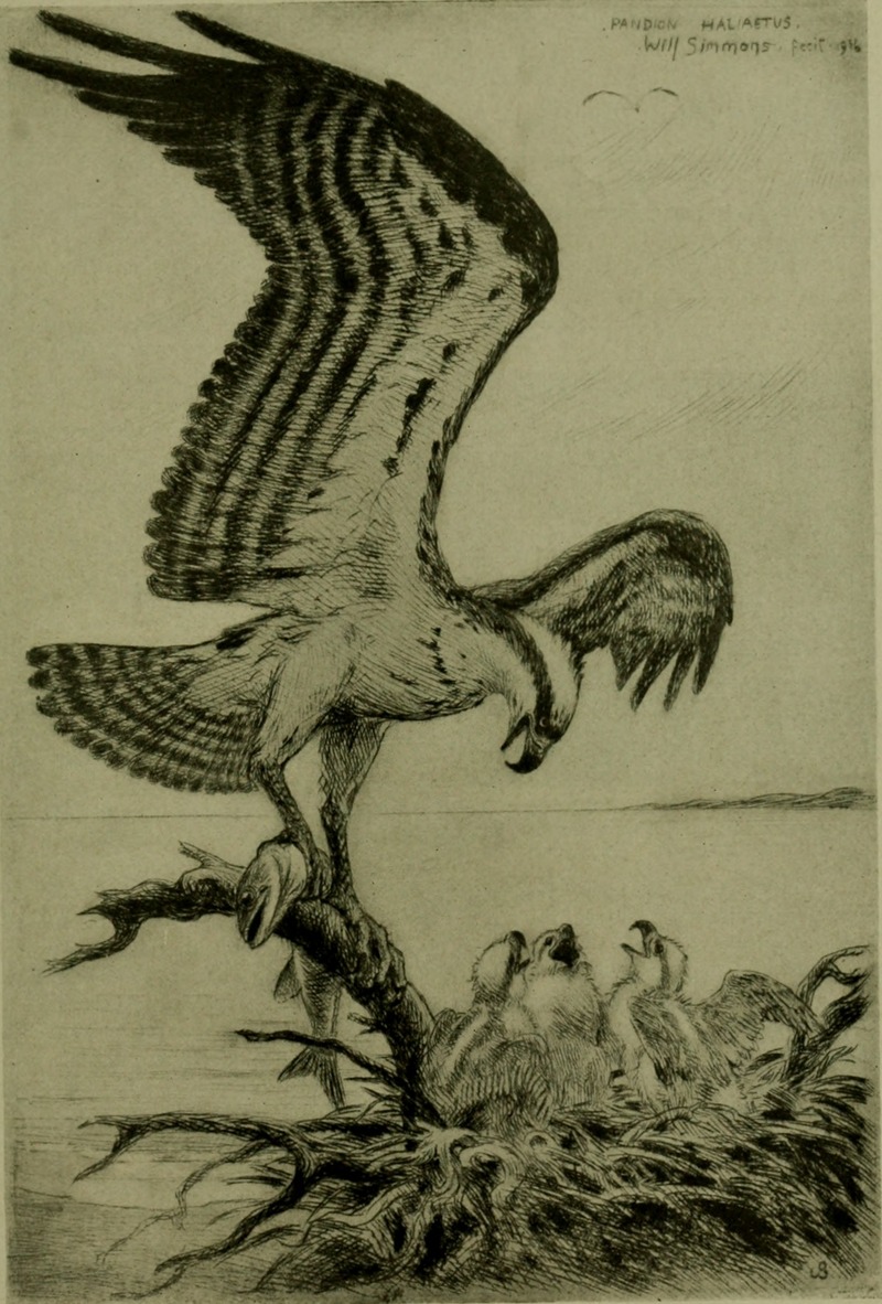 Bird lore (1916) (14568784518).jpg