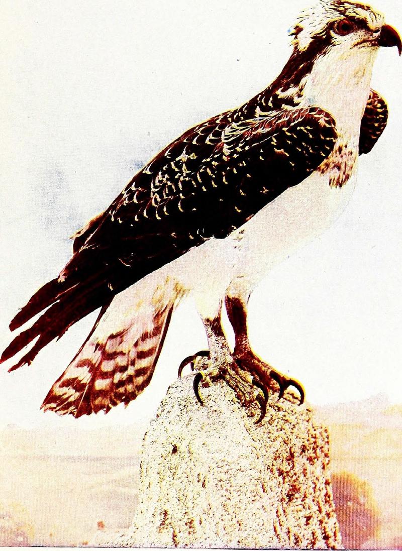 Birds that hunt and are hunted; life histories of one hundred and seventy birds of prey, game birds and water-fowls (1912) (14562876570).jpg