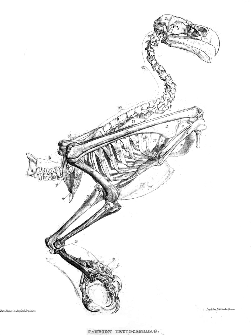 Pandion.Skeleton.jpg