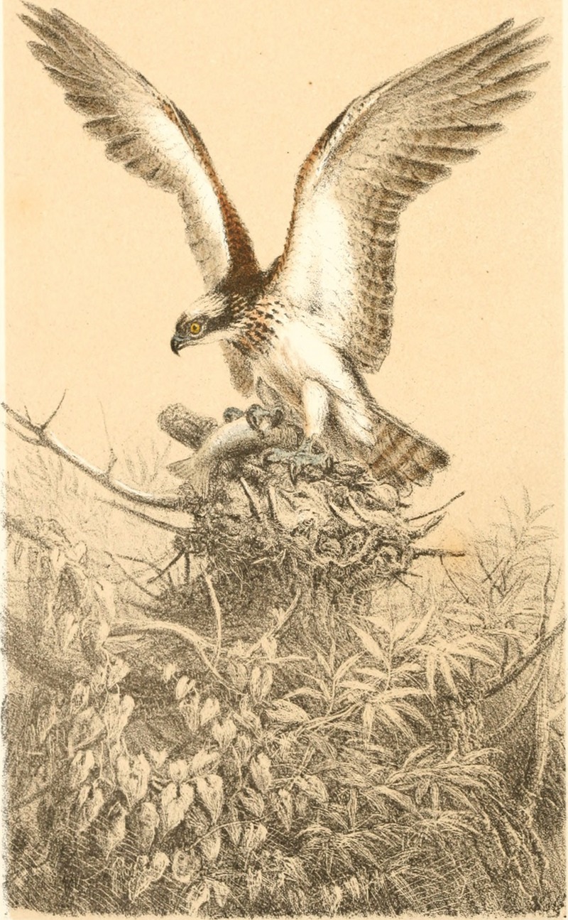Ornithological rambles in Sussex; with a systematic catalogue of the birds of that county, and remarks on their local distribution. By A. E. Knox (1855) (14726493926).jpg