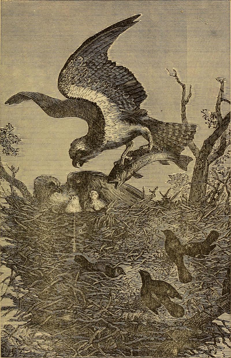 Four feet, wings, and fins (1879) (14778470091).jpg