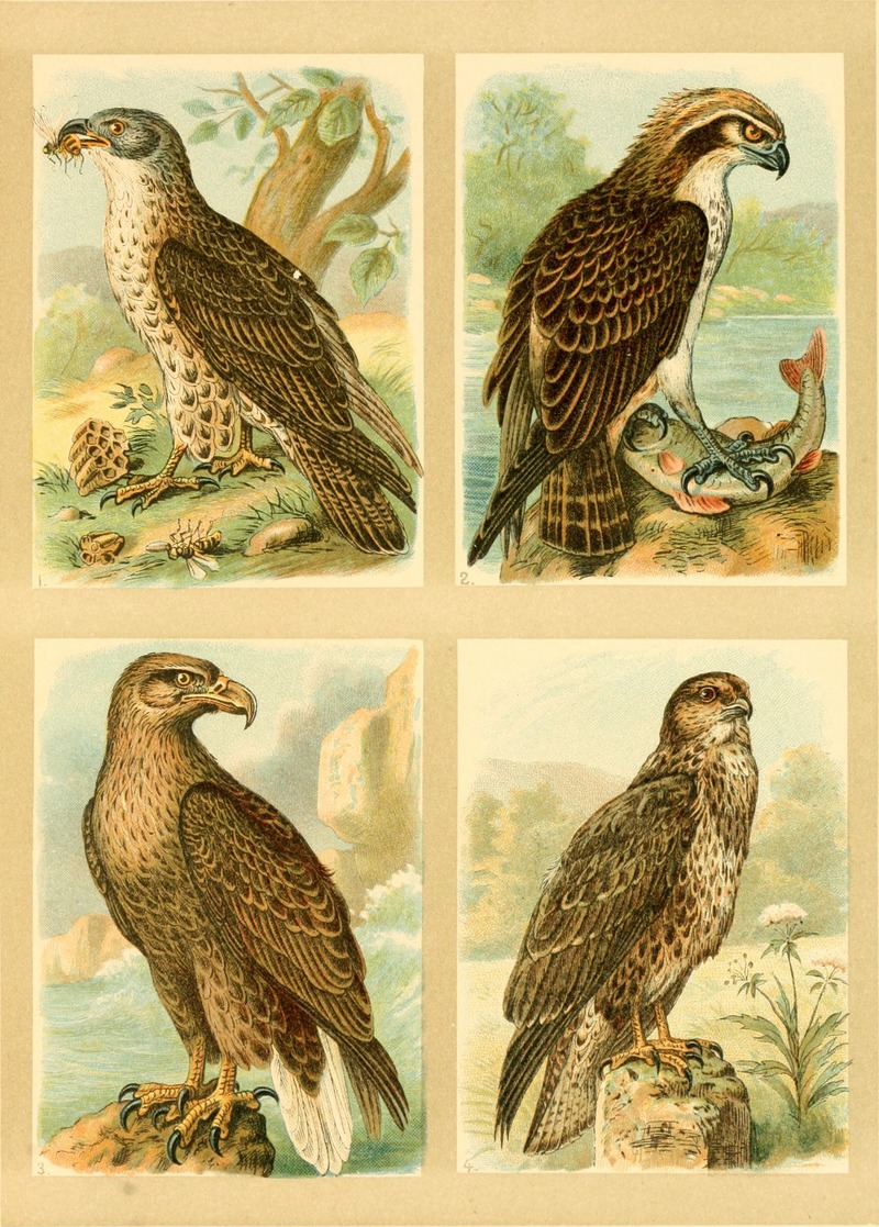 Deutsches Vogelbuch für Forst- und Landwirte - Jäger, Naturfreunde und Vogelliebhaber (1907) (20878644672).jpg
