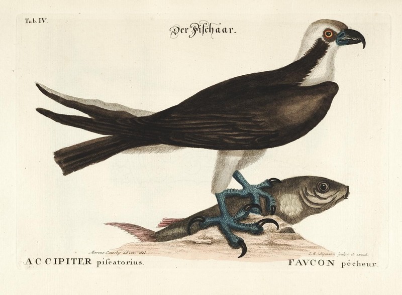 Verzameling van uitlandsche en zeldzaame vogelen (Tab. IV) (7894109658).jpg