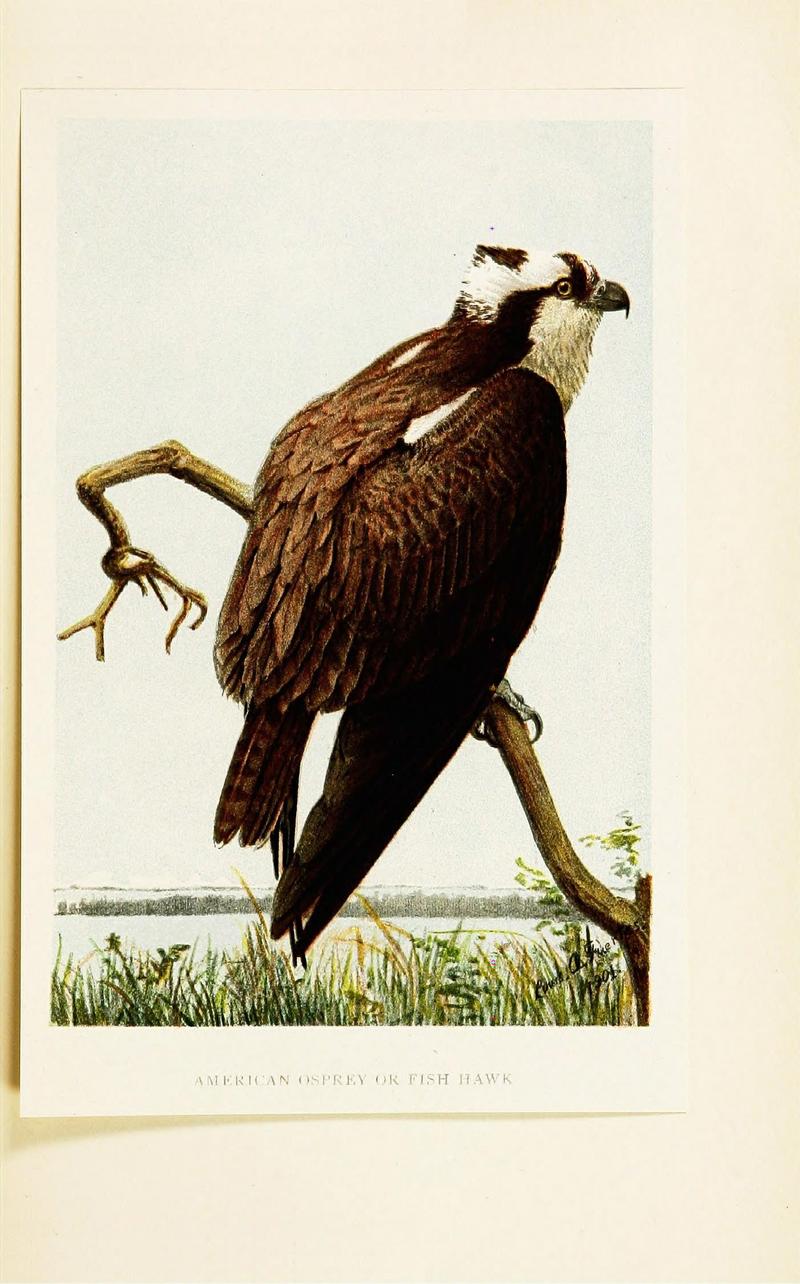 The children's book of birds (1901) (14563248320).jpg