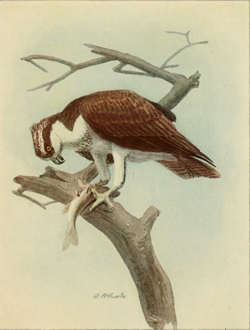 The book of birds, common birds of town and country and American game birds (1918) (14752290251).jpg