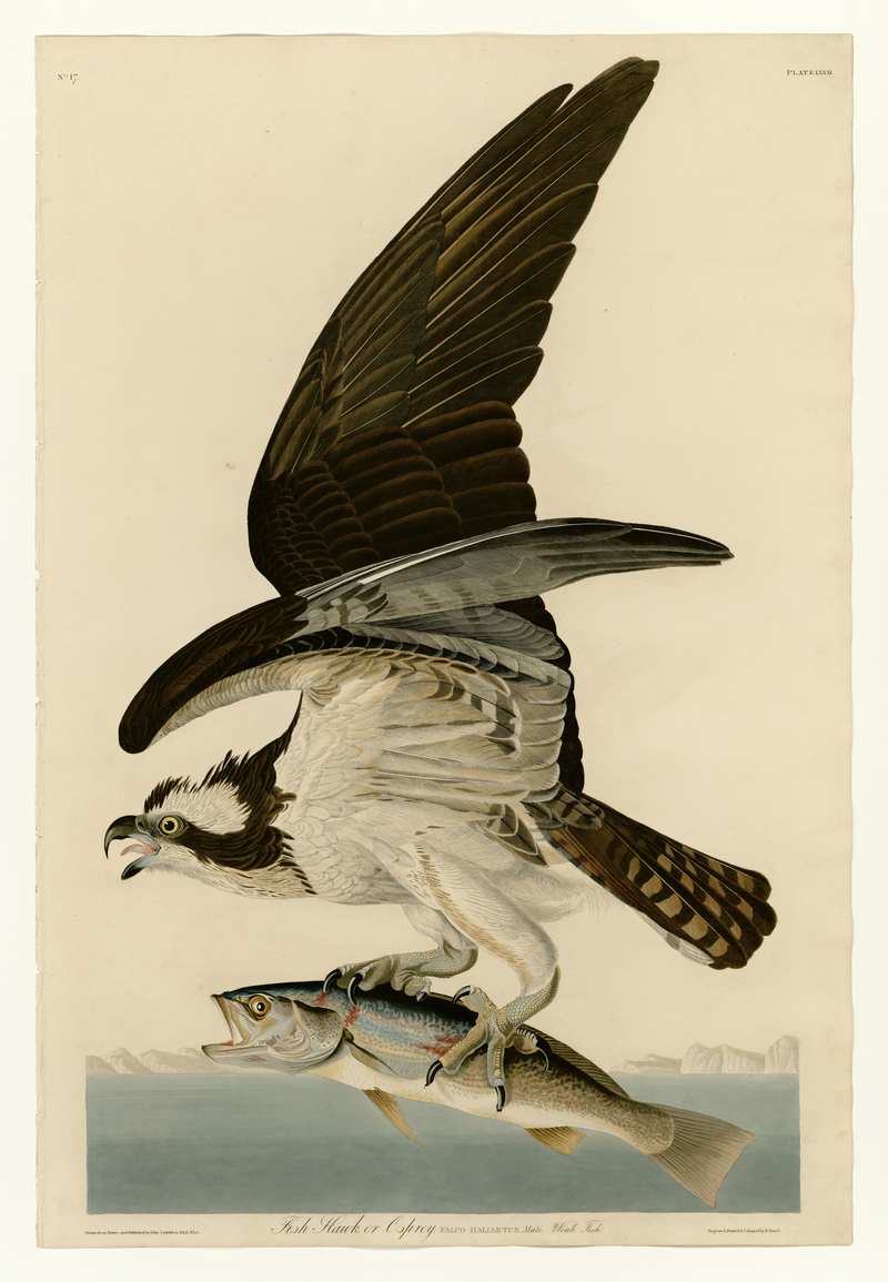 81 Fish Hawk or Osprey - osprey, fish eagle (Pandion haliaetus).jpg