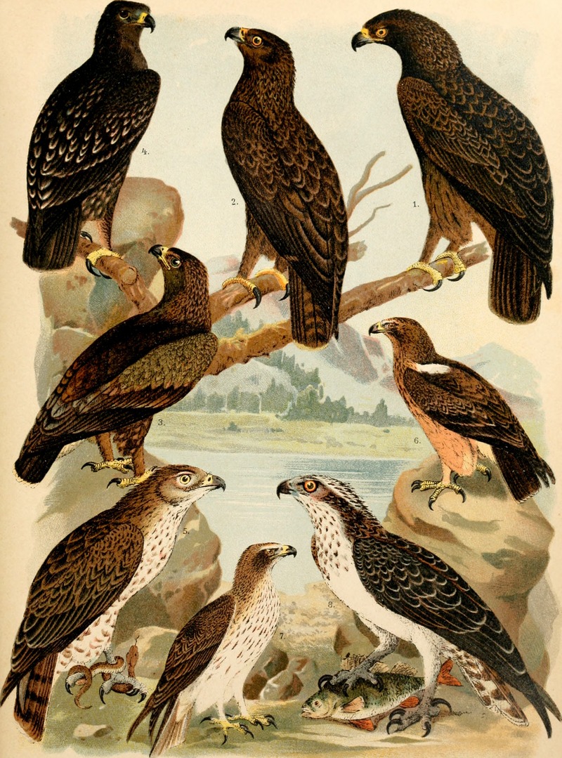 Atlante ornitologico - uccelli europei - con notizie d'indole generale e particolare (1902) (14749491115).jpg