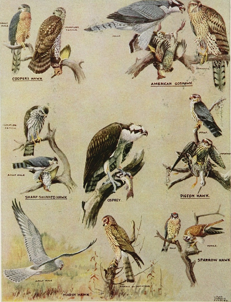 Articles about birds from National geographic magazine ((19--)-(193--)) (20799791265).jpg