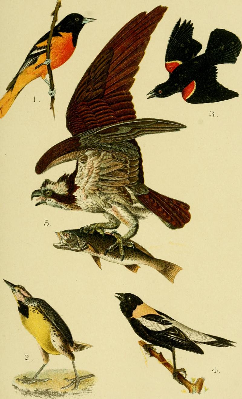 A popular handbook of the birds of the United States and Canada (1905) (14562249917).jpg