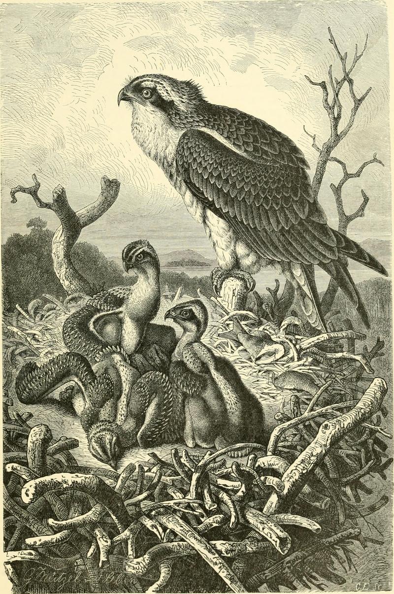 The royal natural history (1893) (14598162759).jpg
