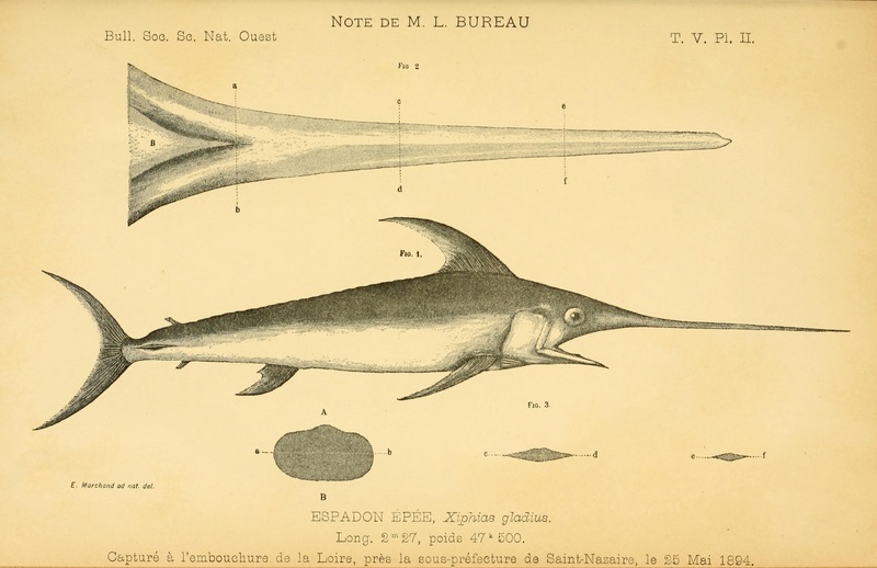 Bulletin de la Société des sciences naturelles de l'Ouest de la France (1895) (20250093740).jpg