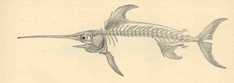 FMIB 35165 Skeleton of the Sword-Fish, Xiphias gladius.jpeg