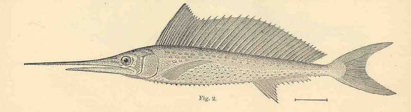 FMIB 35171 Young of Sword-Fish, 12 inches long.jpeg