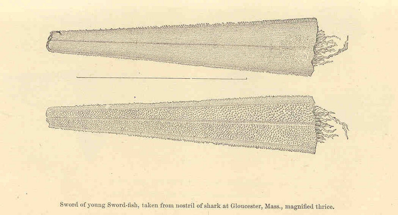 FMIB 35182 Sword of young Sword-Fish, taken from nostril of shark at Gloucester, Mass.jpeg