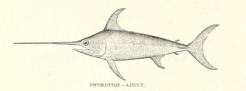 FMIB 41858 Swordfish--Adult (Xiphias gladius Linnaeus).jpeg