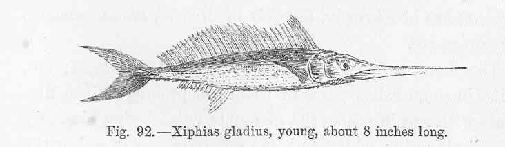 FMIB 47038 Xiphias gladius, young.jpeg