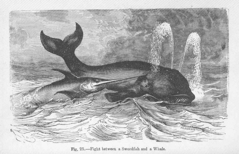 FMIB 49963 Fight between a Swordfish and a Whale.jpeg