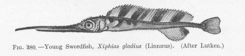FMIB 51918 Young Swordfish, Xiphias gladius (Linnaeus).jpeg