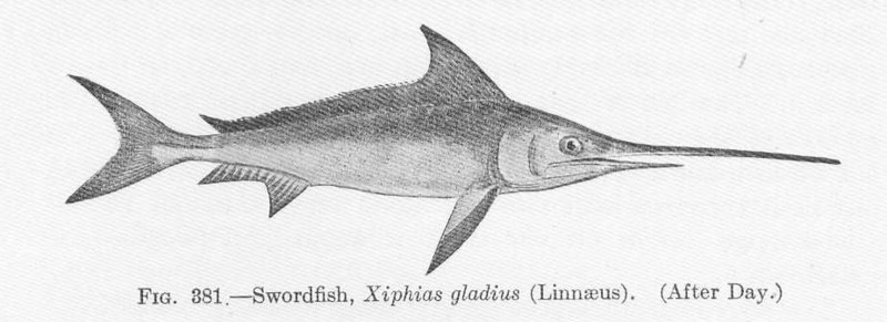 FMIB 51919 Swordfish, Xiphias gladius (Linnaeus).jpeg