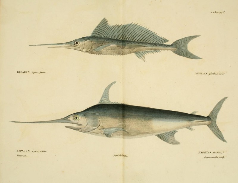 Histoire naturelle des poissons (10438688494).jpg