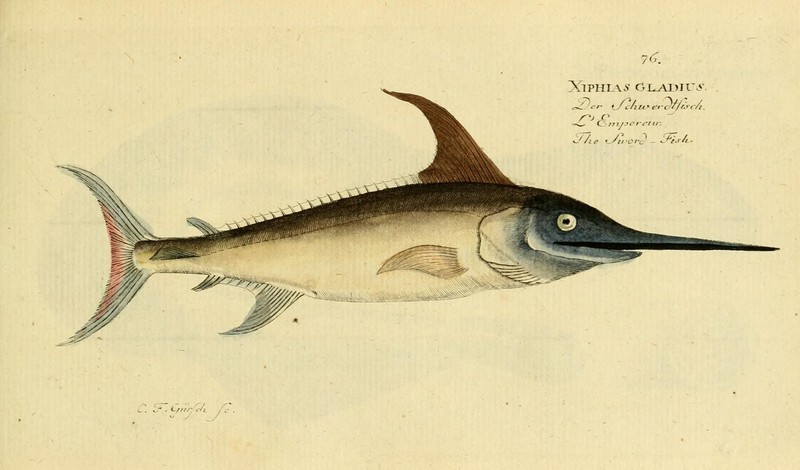 Ichthyologie; ou, Histoire naturelle des poissons (Plate 76) (7064433129).jpg