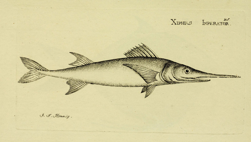 M.E. Blochii . Systema ichthyologiae iconibus CX illustratum (Plate 21) (6006013270).jpg