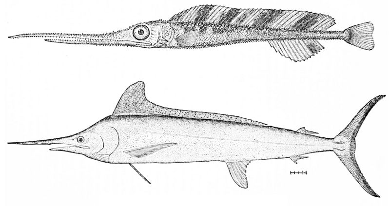 PSM V26 D356 Young swordfish and western atlantic spearfish tetrapturus albidus.jpg