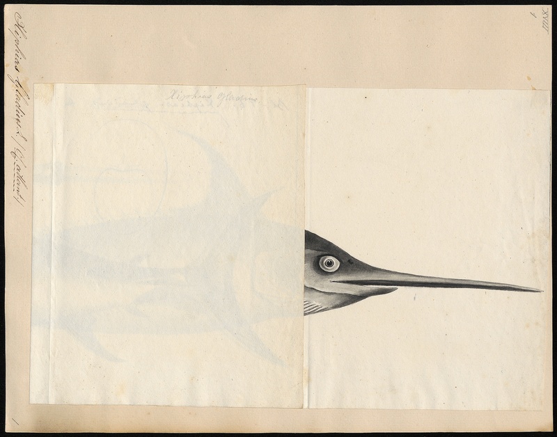 Xiphias gladius - 1700-1880 - Print - Iconographia Zoologica - Special Collections University of Amsterdam - UBA01 IZ13600001.jpg