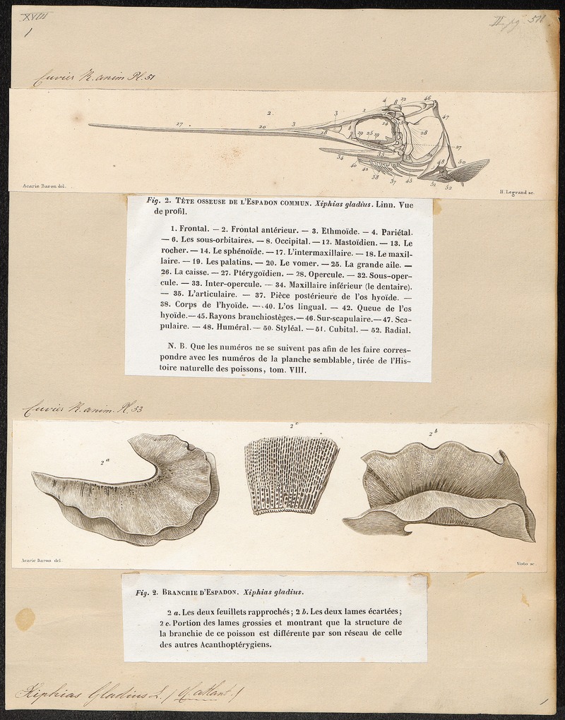 Xiphias gladius - 1700-1880 - Print - Iconographia Zoologica - Special Collections University of Amsterdam - UBA01 IZ13600005.jpg
