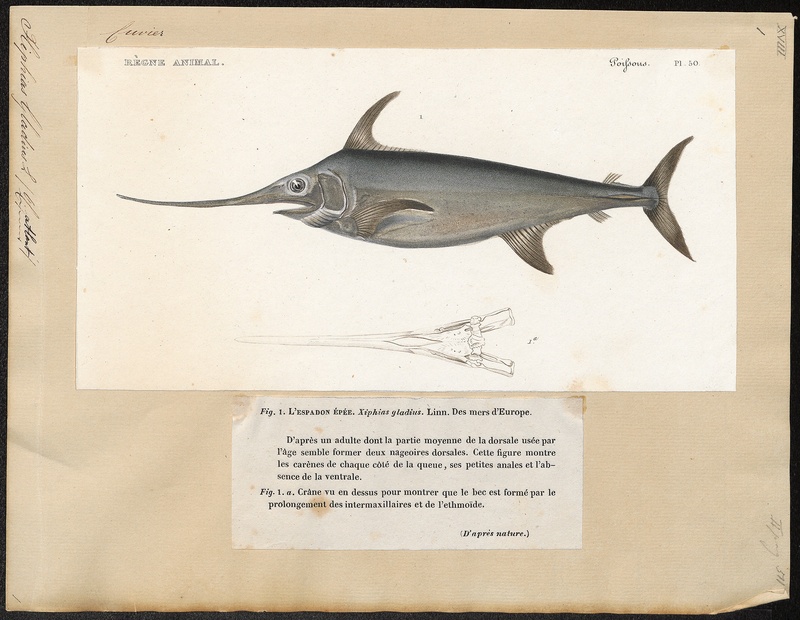 Xiphias gladius - 1700-1880 - Print - Iconographia Zoologica - Special Collections University of Amsterdam - UBA01 IZ13600007.jpg