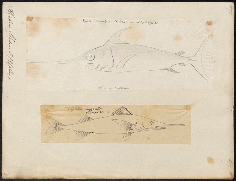 Xiphias gladius - 1700-1880 - Print - Iconographia Zoologica - Special Collections University of Amsterdam - UBA01 IZ13600009.jpg