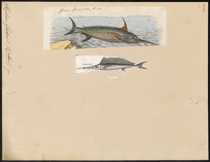 Xiphias gladius - 1700-1880 - Print - Iconographia Zoologica - Special Collections University of Amsterdam - UBA01 IZ13600011.jpg