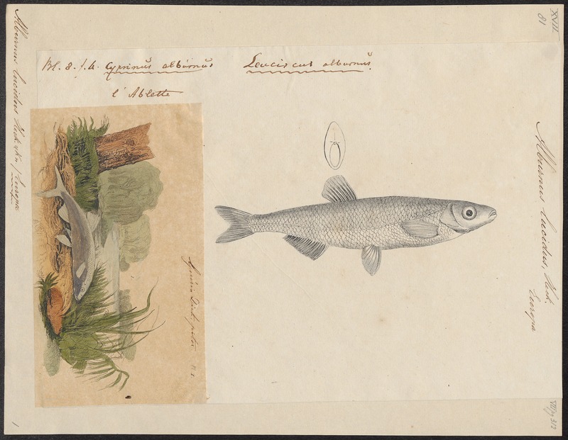 Alburnus lucidus - 1774-1804 - Print - Iconographia Zoologica - Special Collections University of Amsterdam - UBA01 IZ15000147.jpg