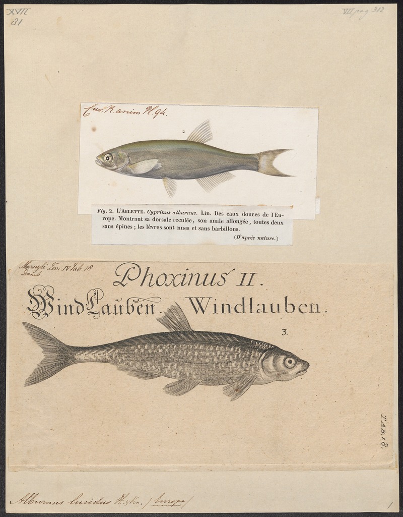 Alburnus lucidus - 1700-1880 - Print - Iconographia Zoologica - Special Collections University of Amsterdam - UBA01 IZ15000145.jpg