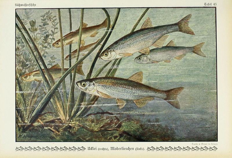 Unsere Süßwasserfische (Tafel 43) (6102605159).jpg
