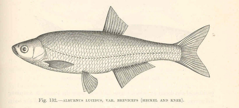 FMIB 48100 Alburnus lucidus, var Breviceps (Heckel and Kner).jpeg