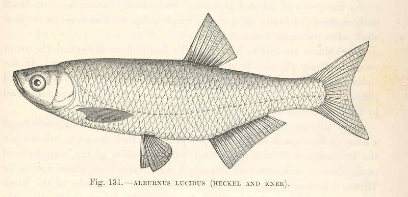 FMIB 48099 Alburnus lucidus (Heckel and Kner).jpeg