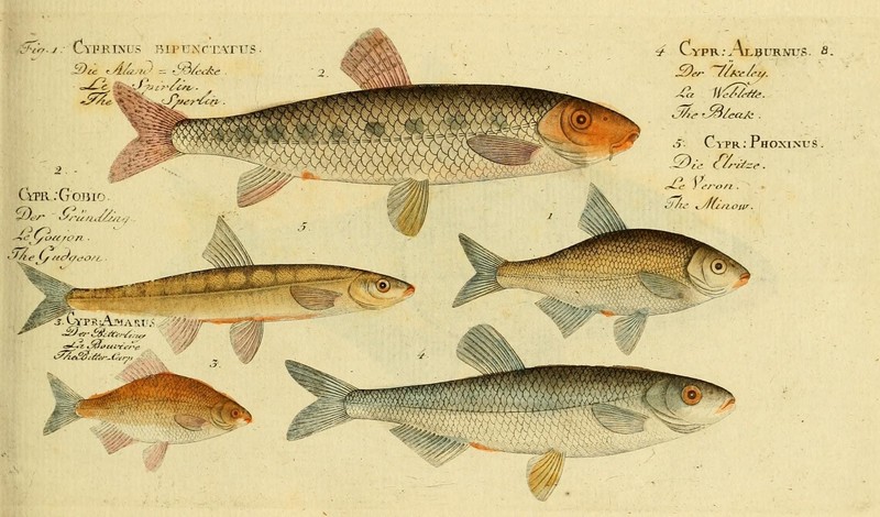 Ichthyologie; ou, Histoire naturelle des poissons (Plate 8) (7064394907).jpg