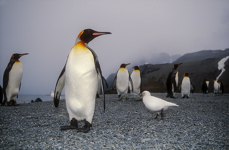 King penguins (Aptenodytes patagonicus) and Sheathbill (Chionis albus).jpg