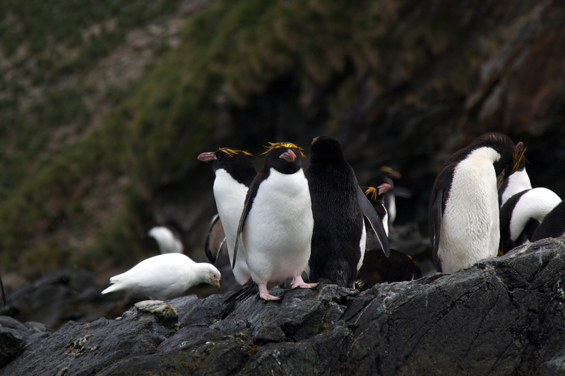 Macaroni penguins (Eudyptes chrysolophus) IMG 1091.jpg