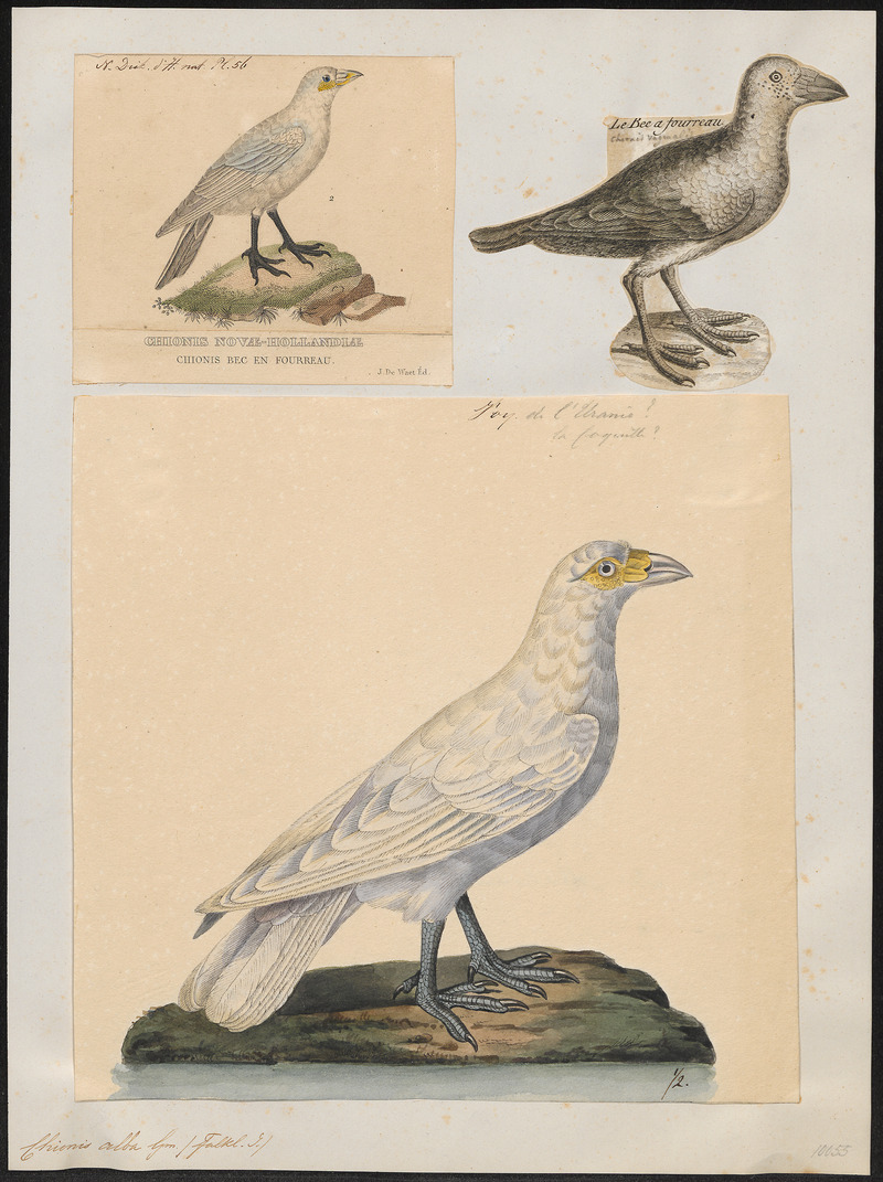 Chionis alba - 1700-1880 - Print - Iconographia Zoologica - Special Collections University of Amsterdam - UBA01 IZ17200325.jpg