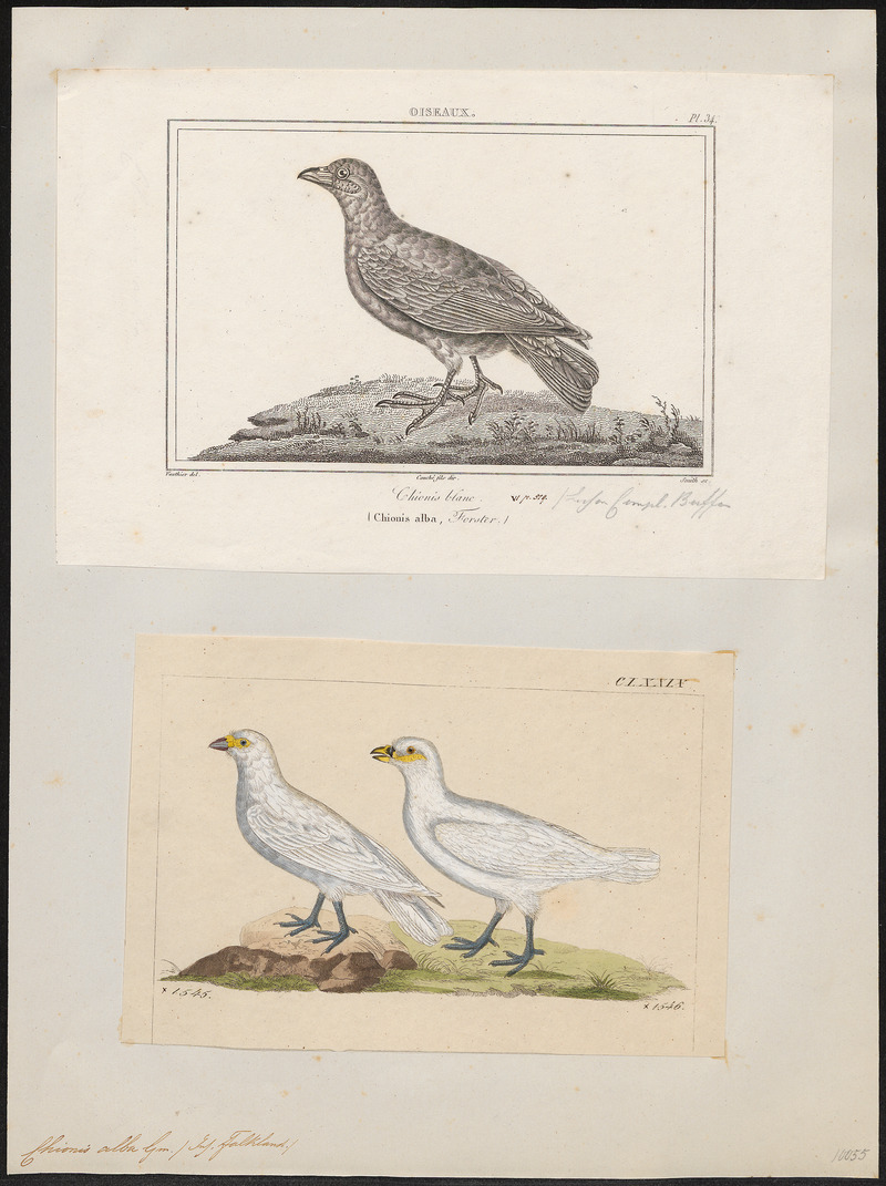 Chionis alba - 1700-1880 - Print - Iconographia Zoologica - Special Collections University of Amsterdam - UBA01 IZ17200329.jpg