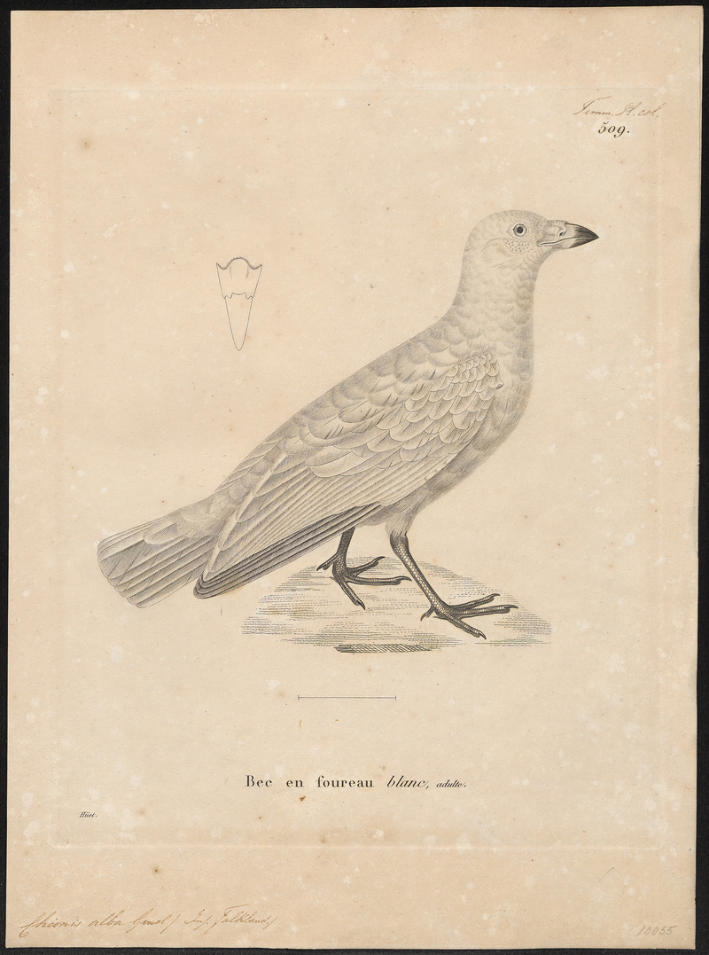 Chionis alba - 1700-1880 - Print - Iconographia Zoologica - Special Collections University of Amsterdam - UBA01 IZ17200333.jpg