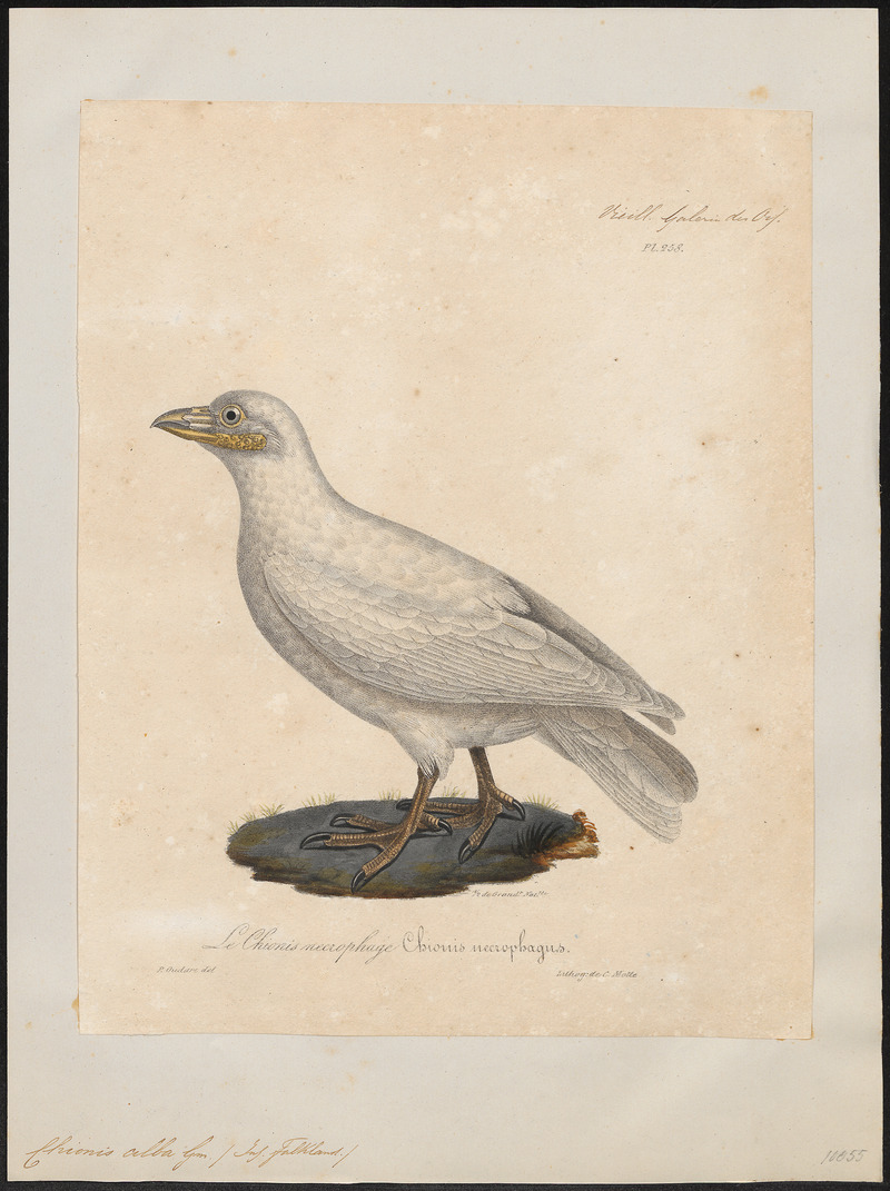 Chionis alba - 1825-1834 - Print - Iconographia Zoologica - Special Collections University of Amsterdam - UBA01 IZ17200331.jpg