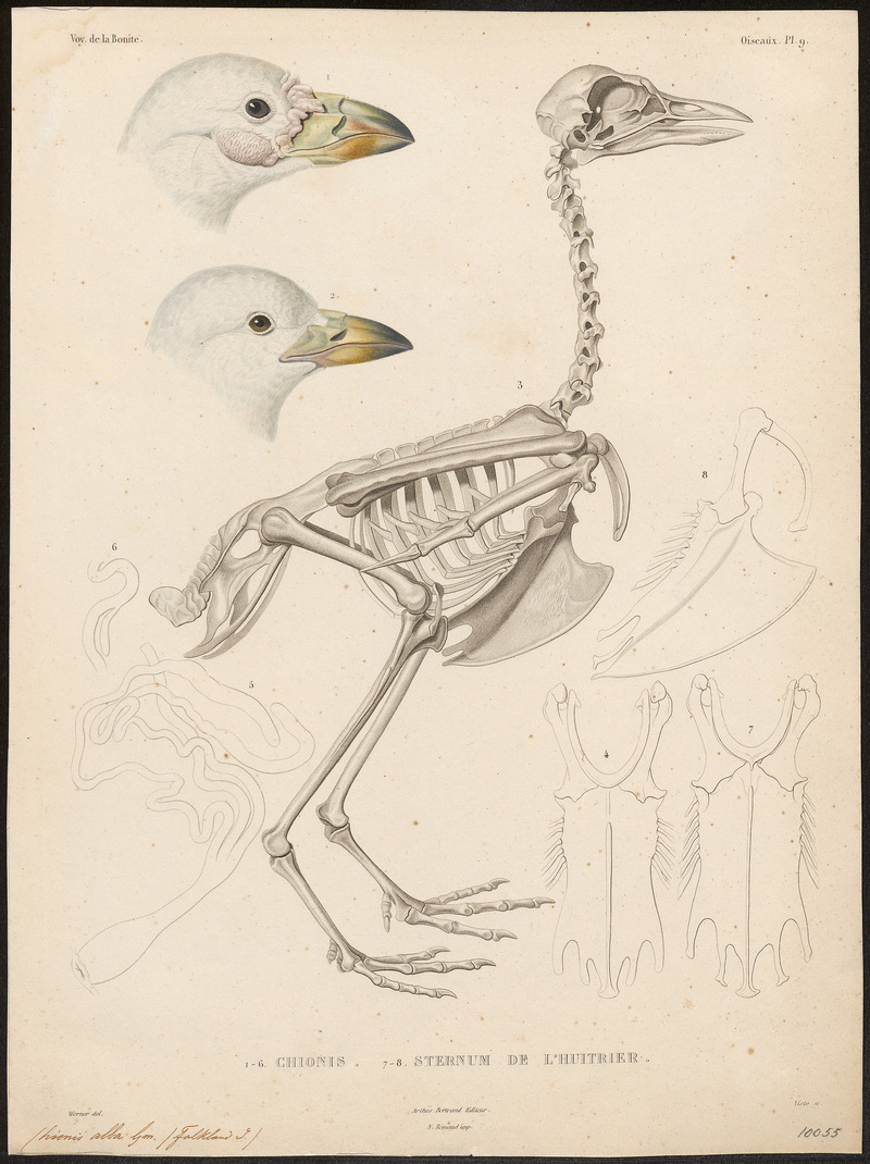 Chionis alba - kop en skelet - 1841-1852 - Print - Iconographia Zoologica - Special Collections University of Amsterdam - UBA01 IZ17200327.jpg