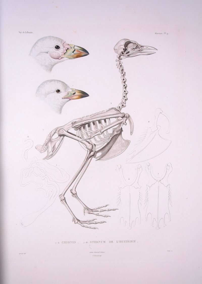 Chionis alba - Bonite-oiseaux-pl09.jpg