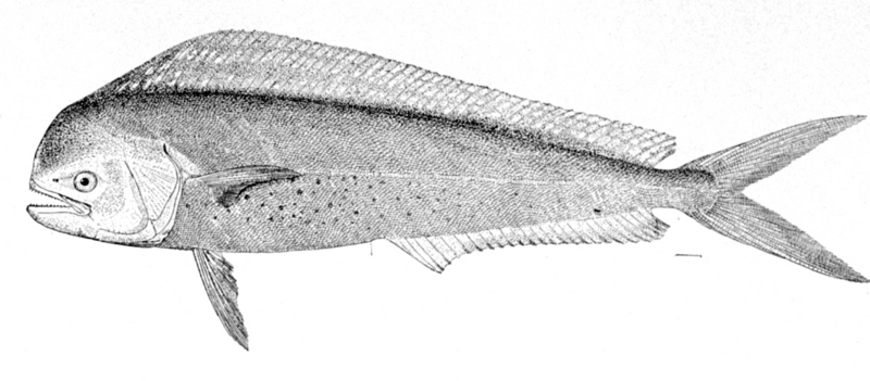 Coryphaena hippurus (adult male).jpg