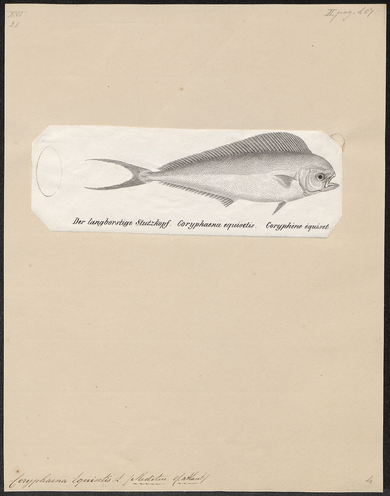 Coryphaena equisetis - 1700-1880 - Print - Iconographia Zoologica - Special Collections University of Amsterdam - UBA01 IZ13500316.jpg