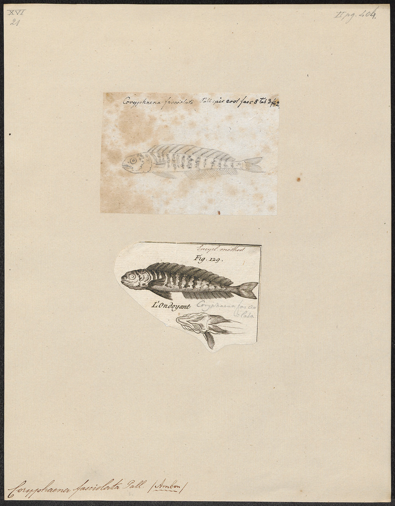Coryphaena fasciolata - 1700-1880 - Print - Iconographia Zoologica - Special Collections University of Amsterdam - UBA01 IZ13500318.jpg
