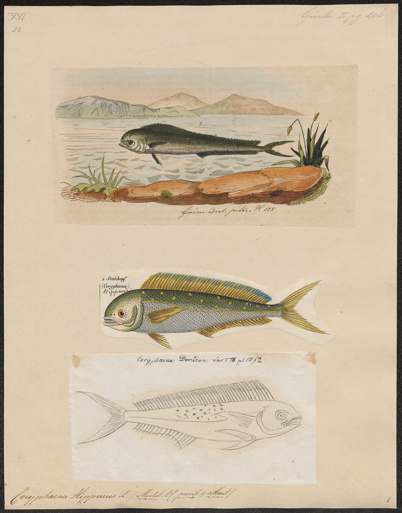 Coryphaena hippurus - 1700-1880 - Print - Iconographia Zoologica - Special Collections University of Amsterdam - UBA01 IZ13500306.jpg
